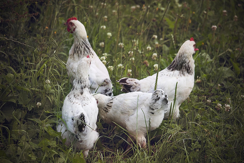 Chickens farm Free photos