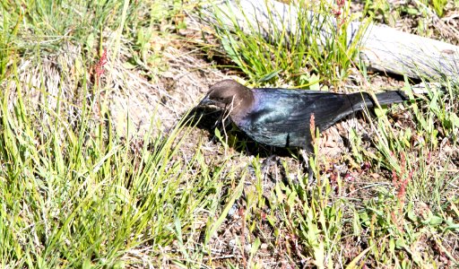 Brown-headed cowbird