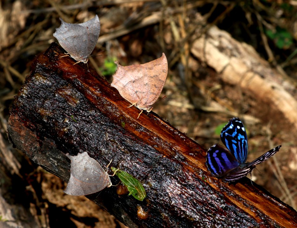 LEAFWING, TROPICAL (Anaea aidea) (10-30-2020) the butterfly center, mission, hidalgo co, tx -06 with bluewing