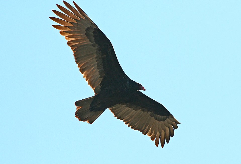 VULTURE, TURKEY (12-30-07) -03