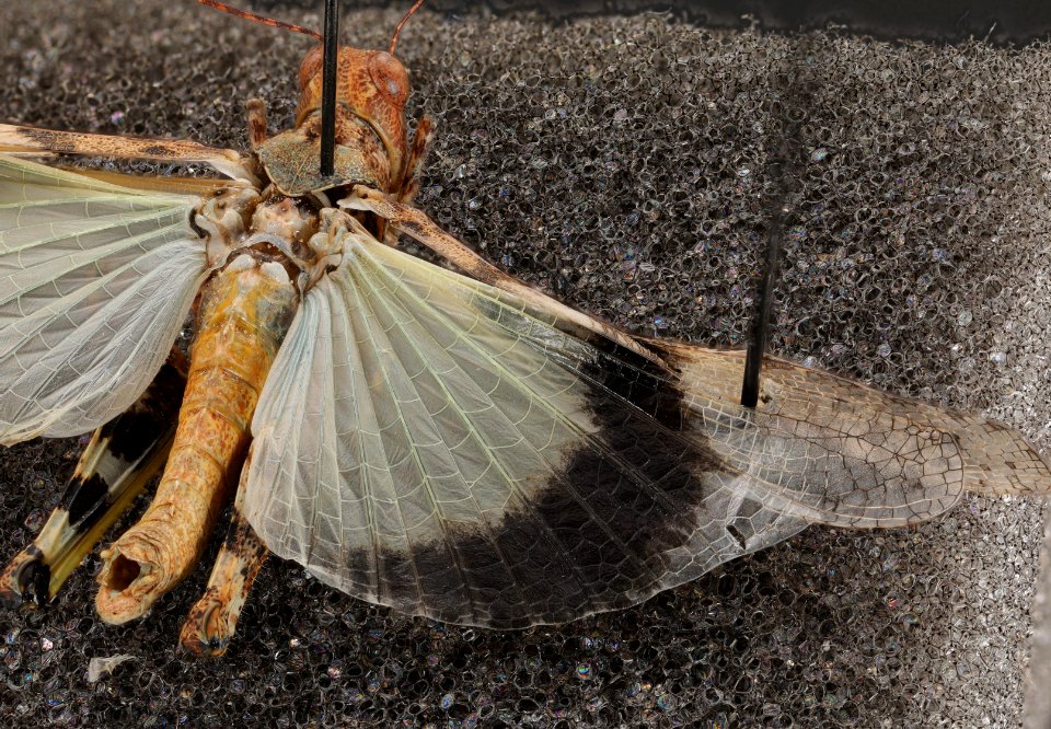 Trimerotropis pallidipennis top