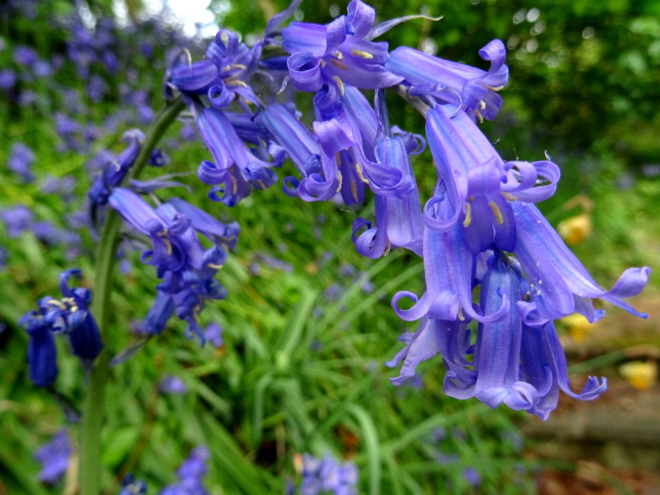 Bluebells