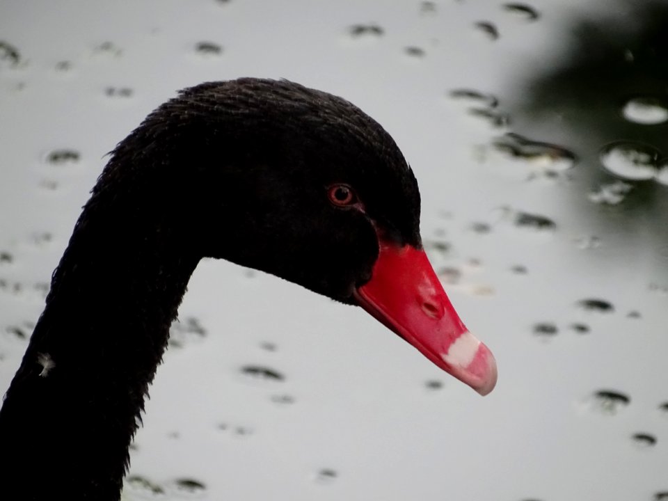 Black Swan