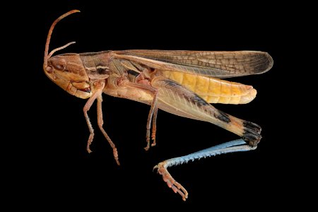 Amphitornus coloradus (side view)