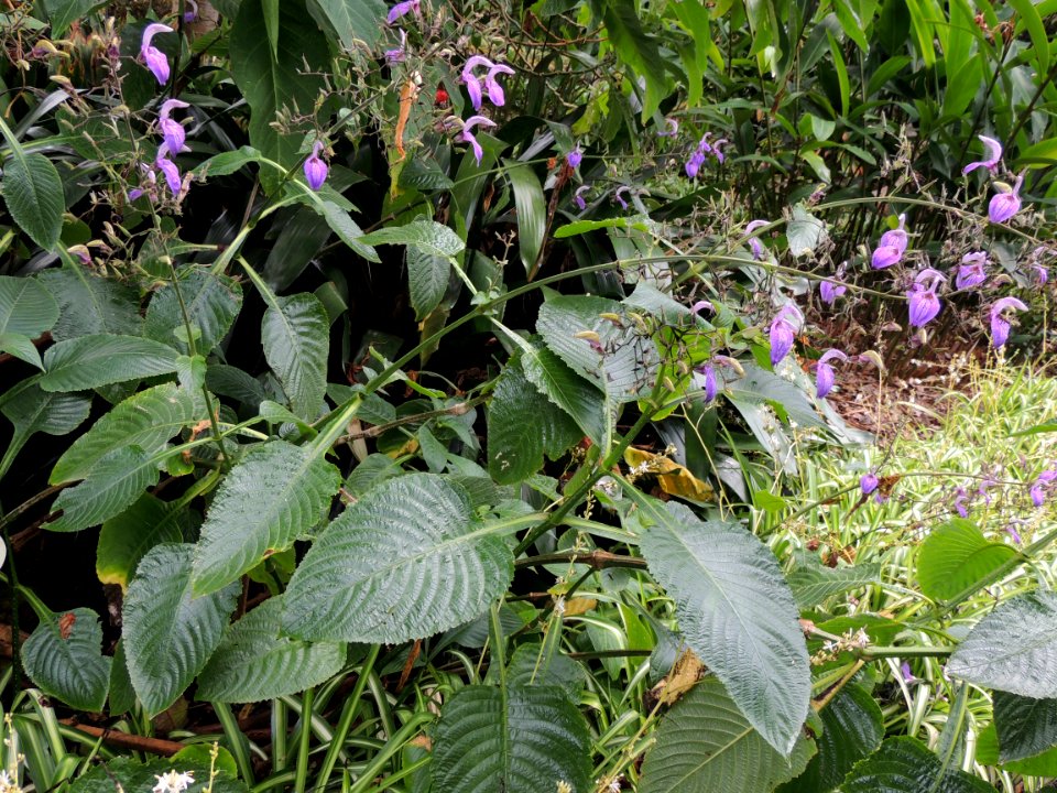 Brillantaisia owariensis P. Beauv. Acanthaceae.