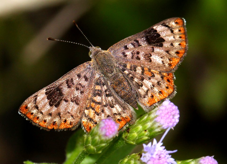 METALMARK, WALKER'S (Apodemia walkeri) (11-16-13) resaca de la palma, cameron co, tx -01
