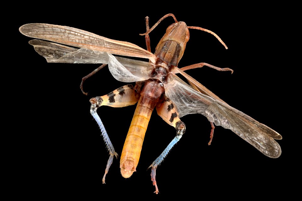 Amphitornus coloradus (top view)