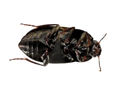 Amara confusa (bottom view)