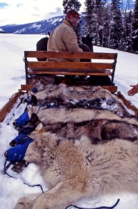 Ben Cunningham and Sawtooth pups
