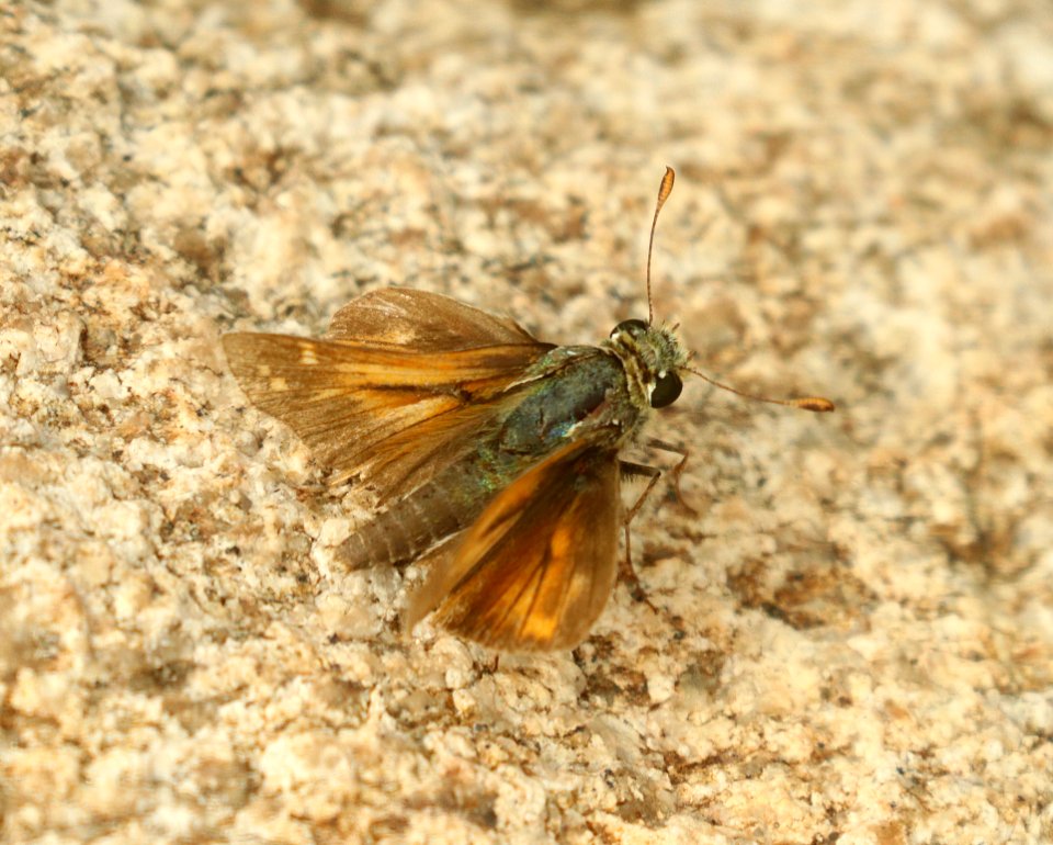 SKIPPER, PAHASKA (Hesperia pahaska williamsi) (8-25-2019) montezuma peak, montezuma nat monument, huachuca mts, cochise co, az -01 (3)