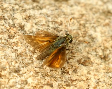 SKIPPER, PAHASKA (Hesperia pahaska williamsi) (8-25-2019) montezuma peak, montezuma nat monument, huachuca mts, cochise co, az -01 (3)