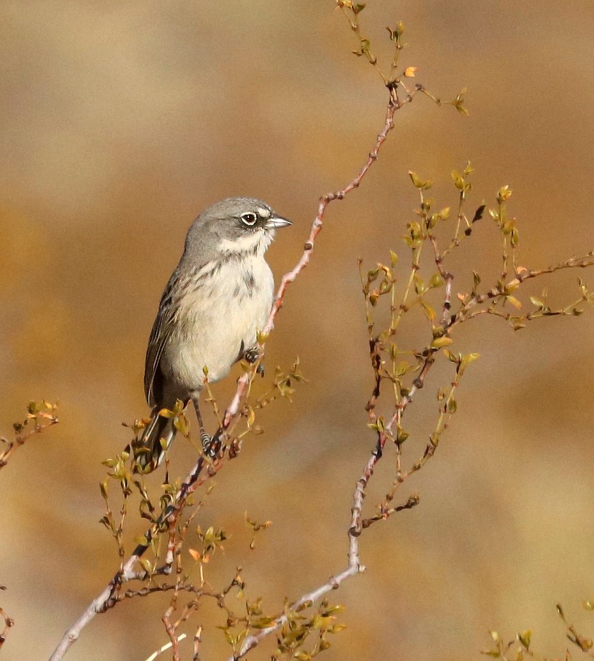881.5 - SAGEBRUSH SPARROW (1-15-2021) kelbaker road exit, I-40, san bernadino co, ca (5)