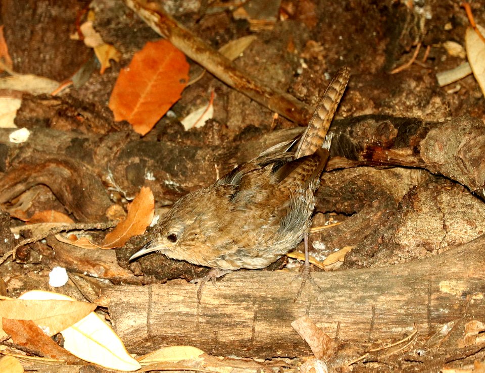 692 - HOUSE WREN (8-17-2018) madera canyon, santa cruz co, az -02