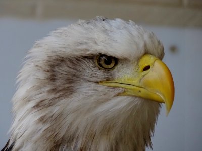Eagle