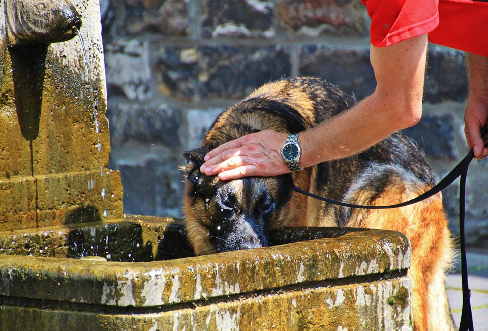 Thirst drink fountain