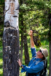Pointing out bear claw marks on a tree
