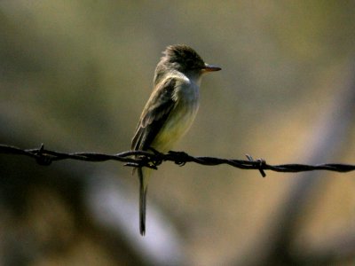 FLYCATCHER, WILLOW (6-7-09) sulfur springs, carrizo plain -01