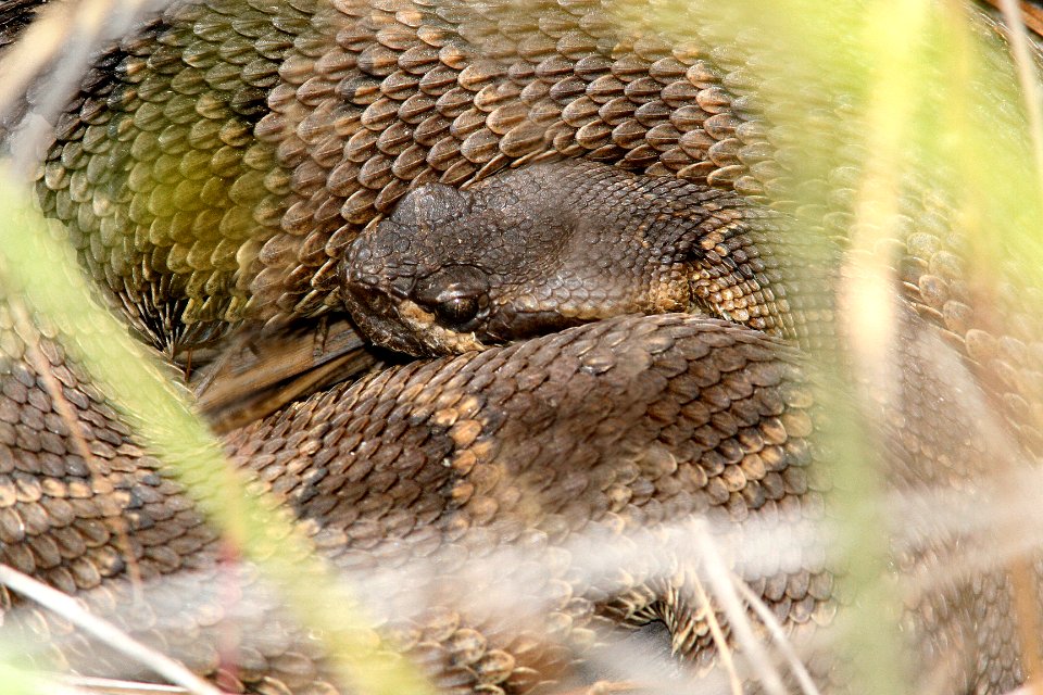 RATTLESNAKE, NORTHERN PACIFIC (crotalis oregonus) (7-22-08) montana de oro state park, slo co, ca -1