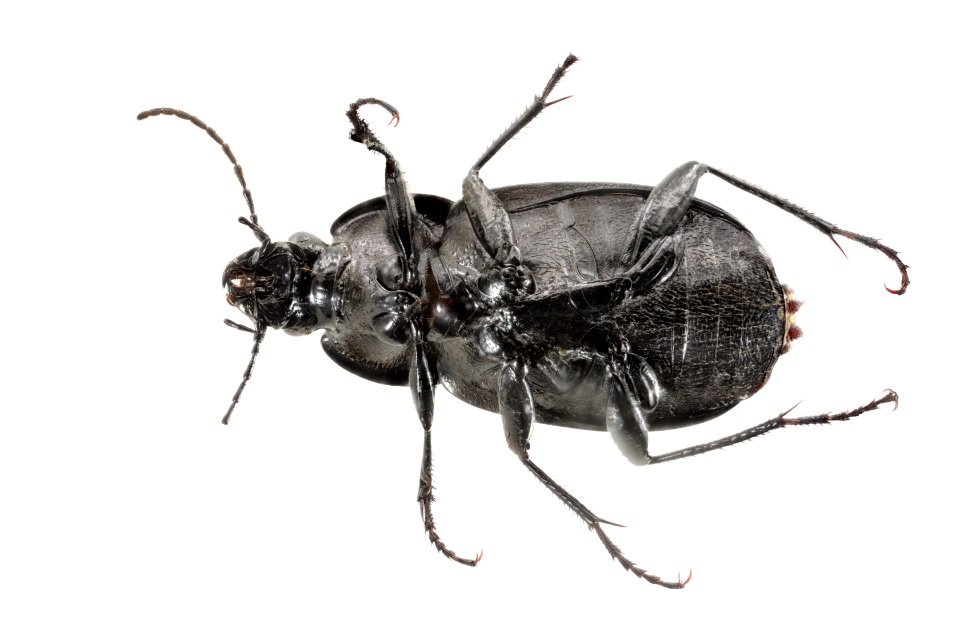 Chlaenis alternatus 16 28JUN2018 GARD Oberg bottom edited
