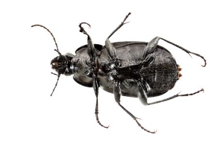 Chlaenis alternatus 16 28JUN2018 GARD Oberg bottom edited