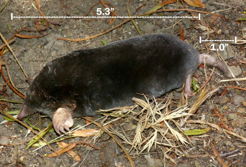 MOLE, BROAD-FOOTED (scapanus layimanus) (6-8-09) canet rd, morro bay, slo  co, ca -01
