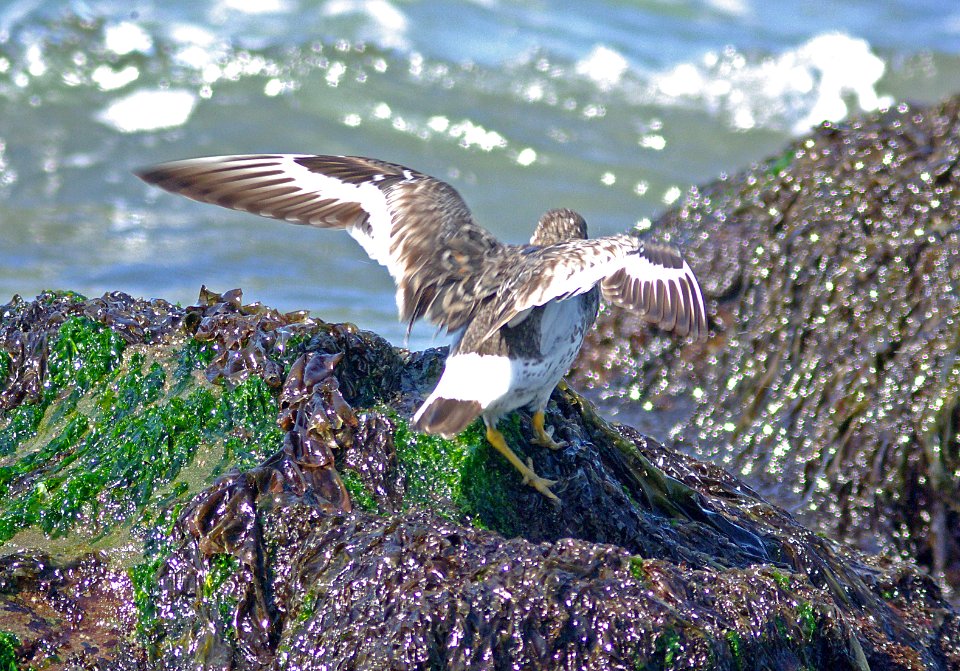 SURFBIRD (3-24-09) northpoint -23
