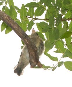571 - GREATER PEWEE (8-17-2018) junenile, madera canyon, santa cruz co, az -01