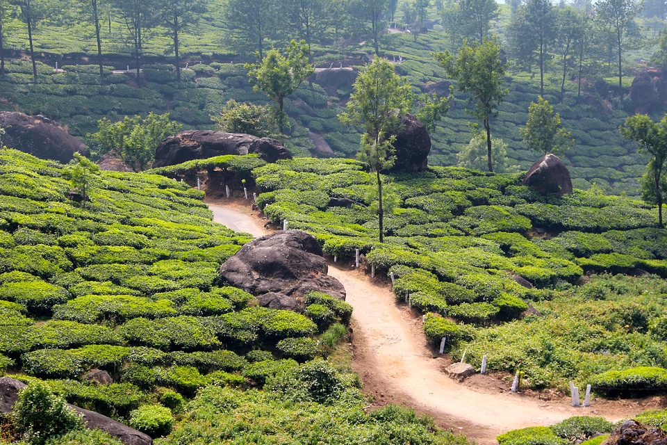Tea plantation india cultivation terraces