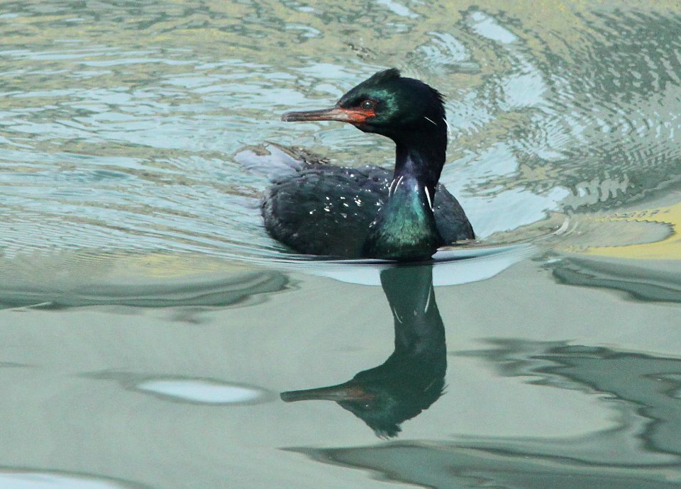 CORMORANT, PELAGIC (1-9-10) morro bay, ca -04b