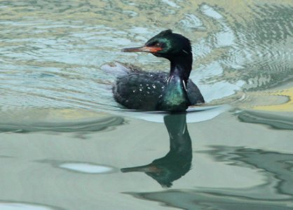 CORMORANT, PELAGIC (1-9-10) morro bay, ca -04b