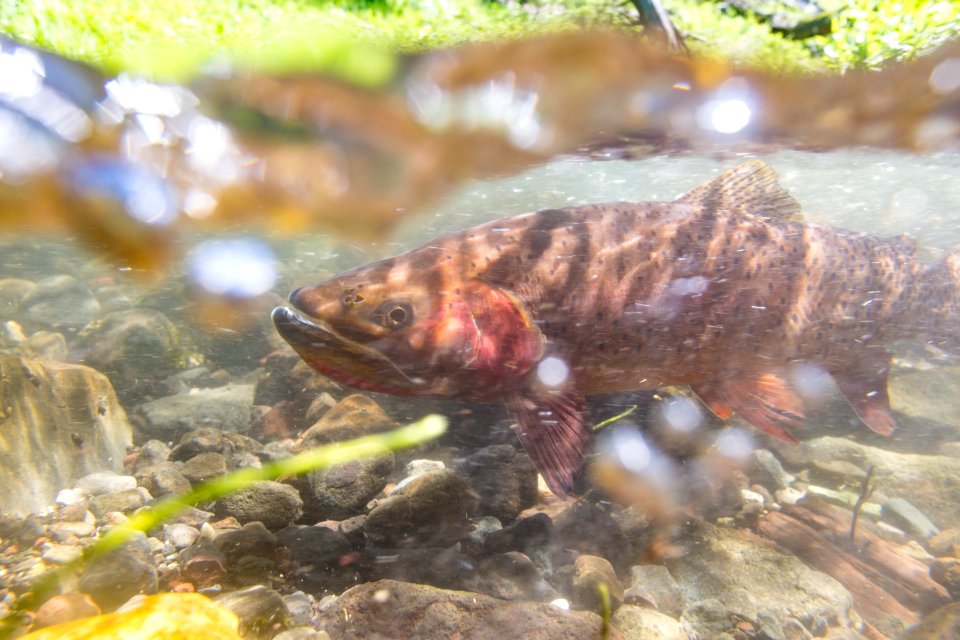 Spawning Yellowstone cutthroat trout (Oncorhynchus clarkii bouvieri) (7)
