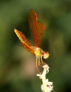 AMBERWING, MEXICAN (Perithemis intensa) (10-4-2020) sonoita creek, patagonia, santa cruz co, az -05 male