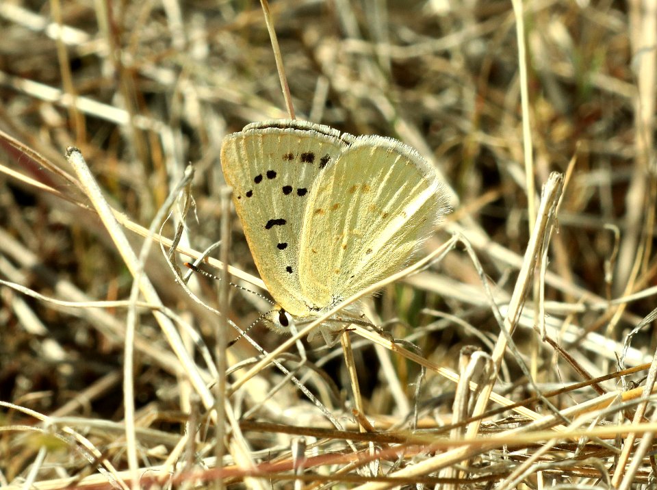 COPPER, BLUE (Lycaena heteronea) (6-26-2018) wallowa co, or -01