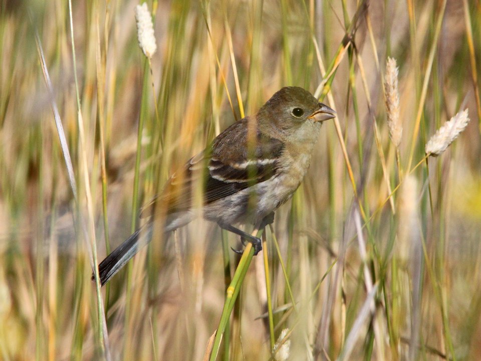 BUNTING, LAZULI (7-10-09) female, slo co -01