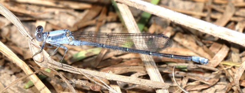 DANCER, POWDERED (Argia moesta) (11-2-2020) salineno, starr co, tx-04 male