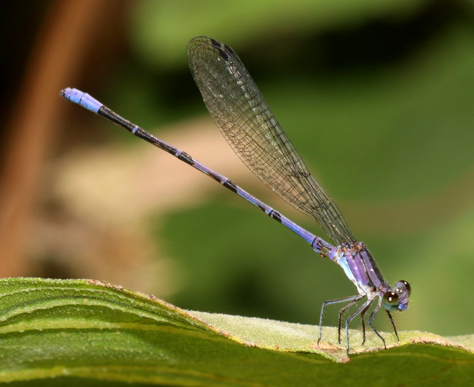 DANCER, SPRINGWATER (Argia plana) (10-4-2020) sonoita creek near patagonia lake, santa cruz co, az -02 male.jpg