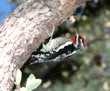 SAPSUCKER, RED-NAPED (10-29-10) male,  pena blanca lake, scc, az -01
