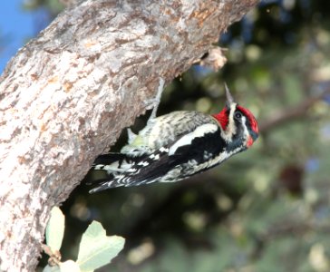 SAPSUCKER, RED-NAPED (10-29-10) male, pena blanca lake, scc, az -01 photo