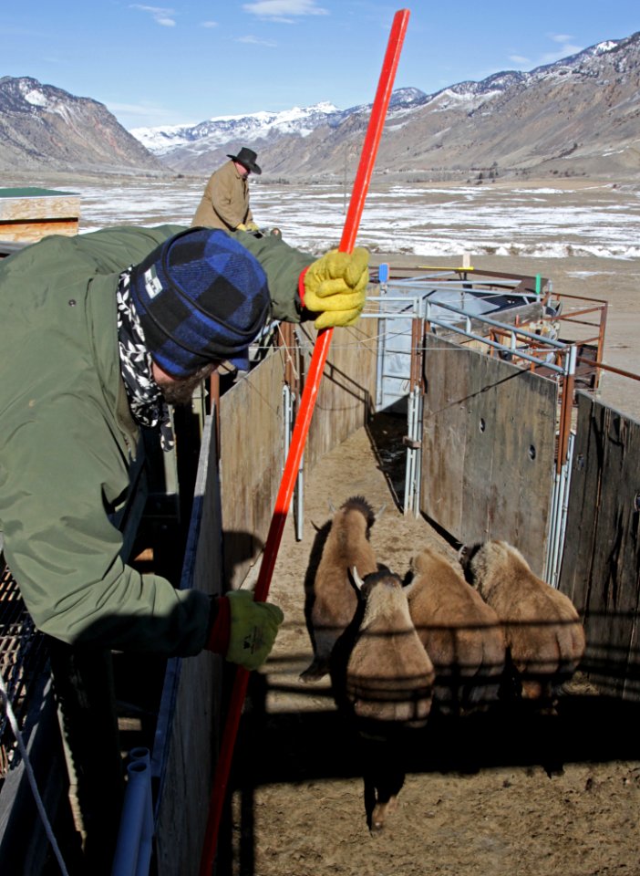 13 of 35 Park staff moving bison in Stephens Creek bison pens 3492