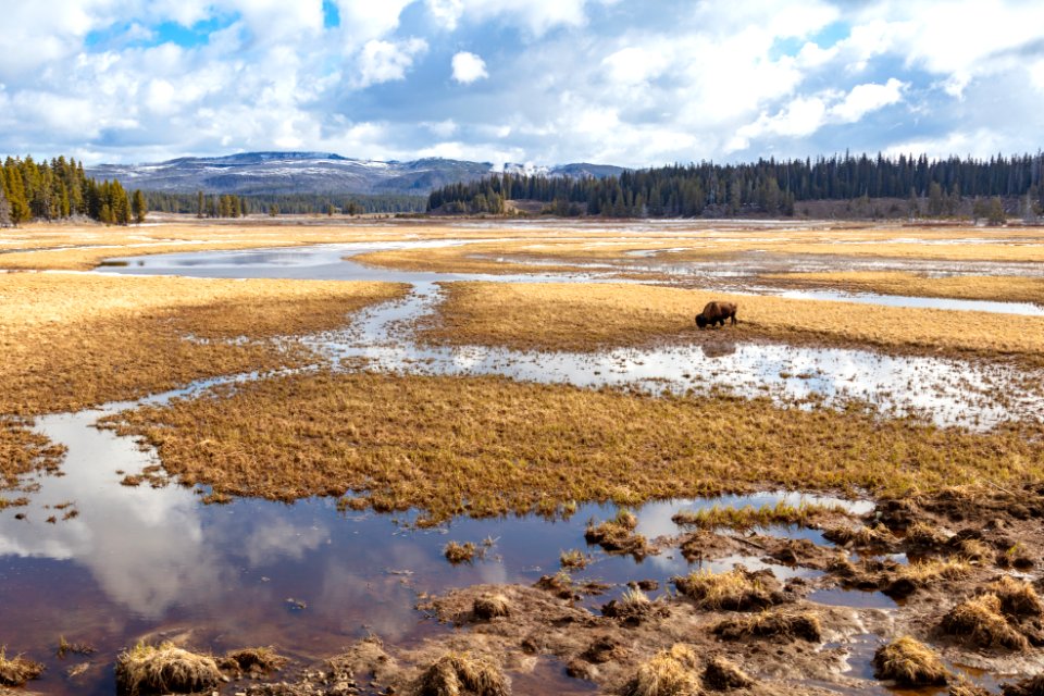 Bison grazing along Pelican Creek (wide)