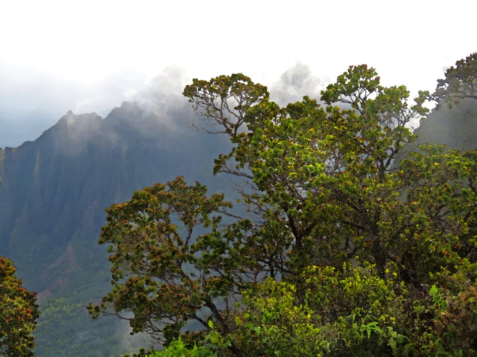 KOKEE STATE PARK, Kauai (4-21 to 26-2018) - WATERCOLOR -16