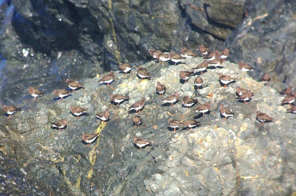 306 - BLACK TURNSTONE (2-24-09) north coast, slo co, ca (4)
