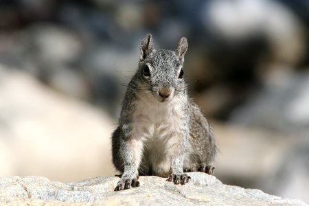 SQUIRREL, ARIZONA (sciurus arizonensis) (6-18-09) florida wash, pima co, az -01