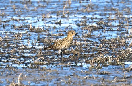 255 - EUROPEAN GOLDEN-PLOVER (10-17-2020) lake 14, maxwell r w r, colfax co, nm -26