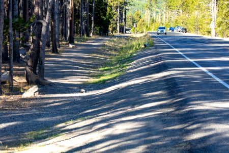 Impacted vegetation along the road to Midway Geyser Basin due to increased foot traffic photo