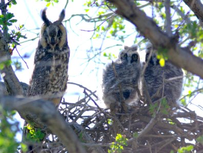 OWL, LONG-EARED (4-20-09) carrizo -01 photo