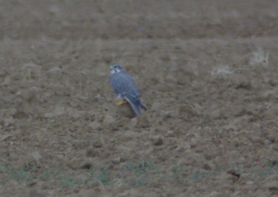 probable LANNER (falco biarmicus), branch mt rd,  carrizo plain, slo co, ca  -4