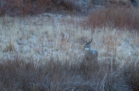 Whitetail deer buck