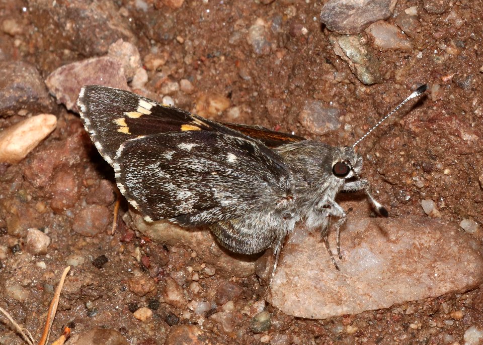GIANT-SKIPPER, HUACHUCA (Agathymus evansi) (9-7-2020) garden canyon, huachuca mts, cochise co, az -01