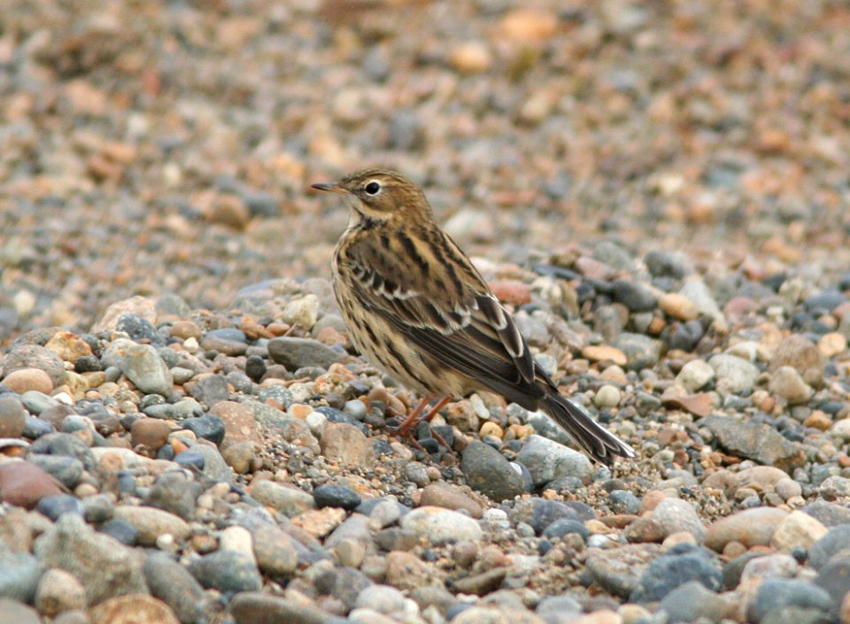 PIPIT, RED-THROATED (9-9-08) Gambell, Ak -1